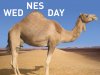 hump-day-camel.jpg