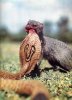 mongooseCobra_3.0.jpg