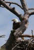 Eagle Rotonda 016 (874x1280).jpg