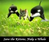 whales4c.jpg