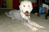 shaved sheepdog.jpg