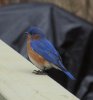 Bluebird.jpg