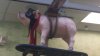Flying Pig.jpg
