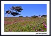 46759033.pinos.jpg