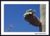 46759036.saguaro.jpg