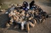 group hug rabbits.jpg