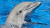 Dolphin-Smooth.jpg