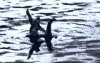 big-foot-loch-ness.jpg