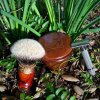 SOTD Mar 23 2016.jpg