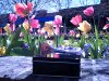 DSCF0039.JPG