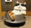Catglasses.jpg