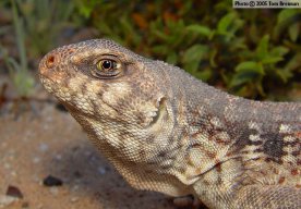 DesertIguana