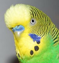 Budgie Smuggler