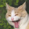 CatMan