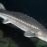 sturgeon
