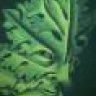 Jack-in-the-Green