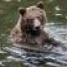 Griz