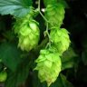 Streambrewer