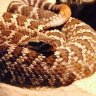 Razorsnake