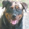 Courierdog