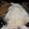 bunchabull