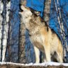 Ulric the Wolf