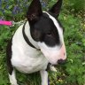 Bullterrier