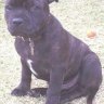 BigTee