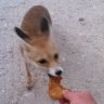 The Fox