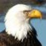 David6Eagle