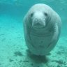 Manatee Mike