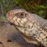 DesertIguana