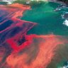 redtide