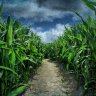 EndlessFields