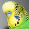 Budgie Smuggler