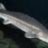 sturgeon