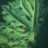 Jack-in-the-Green