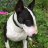 Bullterrier