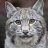 Missing Lynx
