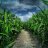 EndlessFields