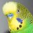 Budgie Smuggler